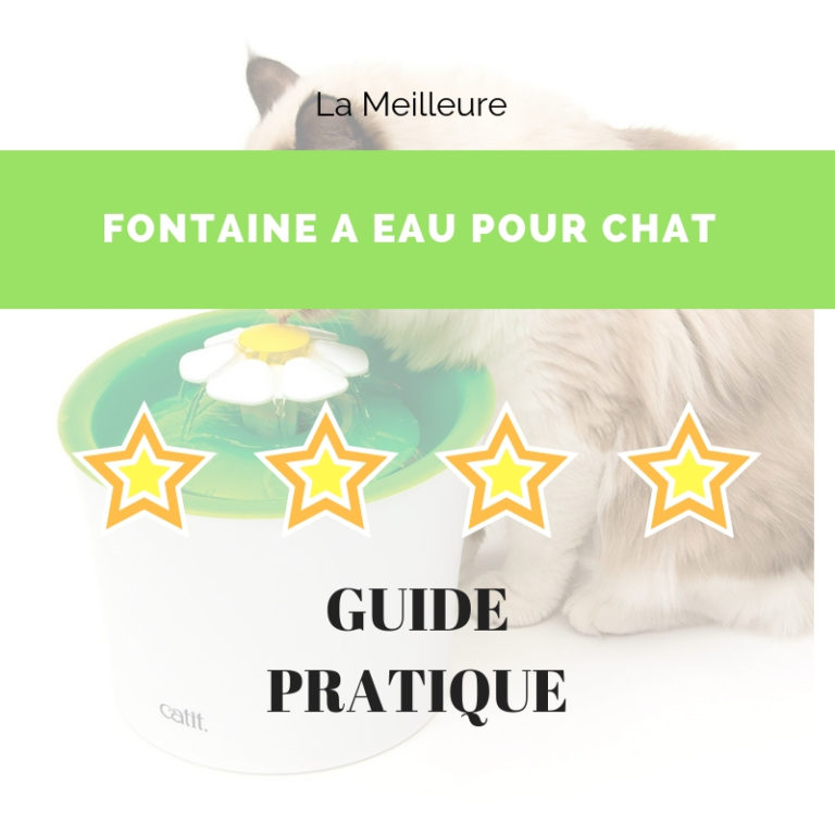 guide fontaine eau chat
